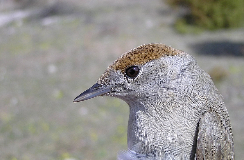 Blackcap, Sundre 20050512